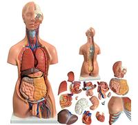 Modello di Torso Umano da 85 cm, Modello anatomico del Torso, Torso Umano Staccabile in 23 Parti, Schiena Aperta | La Schiena Aperta espone Gli Strati muscolari, Il Volume vertebrale, i Rami nervosi,
