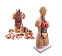 Modello di Torso Umano di 55 Cm di Organi Interni Il Modello Anatomico di Torso 19 Pieze Demontabili per Demostrazioni di Salute in Aula