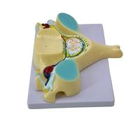 Modello di transizione del midollo spinale con midollo spinale e strumento didattico del nervo spinale Modello osseo per la transizione del cordone scolastico Quinta colonna vertebrale cervicale Osso