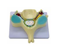 Modello di transizione del midollo spinale con midollo spinale e strumento didattico del nervo spinale Modello osseo per la transizione del cordone scolastico Quinta colonna vertebrale cervicale Osso