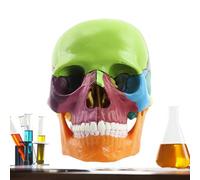 Modello di umano - 15 parti | Modelli di anatomia del staccabile a grandezza naturale | Cappucci con teschio realistici a testa | Display per studio anatomico in PVC | Teschi per l