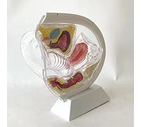 Modello Di Utero Trasparente Dimostrazione Della Coppetta Mestruale Modello Didattico Contraccettivo Organo Riproduttivo Femminile Modello Anatomico Dell'ovaia Pelvica Sistema Riproduttivo Uterino