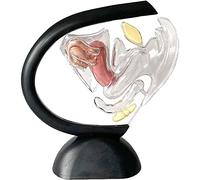 Modello di Utero Umano Trasparente - Modello di Organi Riproduttivi Femminili - Struttura Visibile - Enseñanza del Utero Ginecologia Anatomica Medico Paciente