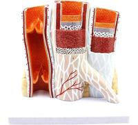 Modello di vaso sanguigno artero-venoso umano, anatomia di organi, struttura gerarchica ingrandita, modello del corpo, struttura della vena arteriosa, modello anatomico, modello di anatomia di organi