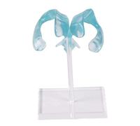 Modello di ventricolo chiaro del cervello con precisione anatomica su base acrilica per l'insegnamento delle neuroscienze e la ricerca del modello del ventricolo