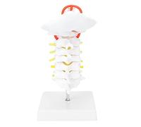 Modello di vertebra cervicale con arteria e nervi spinali, modello anatomico della colonna cervicale umana per la formazione medica, supporto didattico anatomico in PVC con base