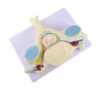 Modello di Vertebra Cervicale Ingrandito Midollo Spinale Pvc