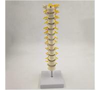 Modello di Vertebra Toracica - Insegnamento del Modello di Colonna spinale Toracica - Modello anatomico toracico con midollo spinale e nervi toracici Display per l'insegnamento della Scuola (CO