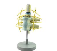 Modello di vertebra toracica umana, modello anatomico della colonna vertebrale con proporzioni del corpo umano, colonna vertebrale con modelli di ingrandimento del midollo spinale