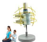 Modello di vertebre cervicali umane, modello del tronco simpatico nervoso, replica anatomica della colonna vertebrale in scala umana per insegnamento e ricerca, modelli medici