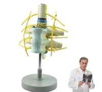Modello di vertebre cervicali umane, modello di tronco simpatico del nervo spinale, modelli di anatomia della colonna vertebrale con proporzioni del corpo umano, strumenti didattici