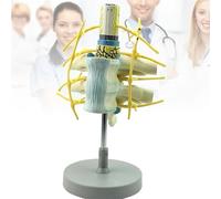 Modello di Vertebre Cervicali Umane, Modello Ingrandito Del Midollo Spinale Attaccato Alle Vertebre e Del Nervo Spinale, Modello Medico per L'apprendimento Didattico In Classe