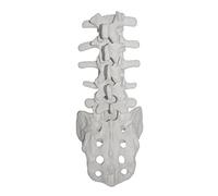 Modello di vertebre lombari umane con sacro strumento didattico vertebre lombari modello anatomico per studio studente Display umano con sacro per studenti di medicina display studio