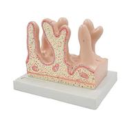 Modello di Villi intestinali - Modello anatomico anatomico 3D di anatomia | Modello 3D Villi intestinali per uso educativo - Display dettagliato di anatomia umana per lezioni di biologia e formazione