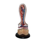 Modello di villi intestinali Modello anatomico Modello di sezione anatomica della vena linfatica capillare umana Modello educativo Modello di anatomia dei villi intestinali umani