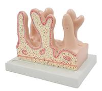 Modello di villi intestinali, modello di ingrandimento dei villi intestinali, con base, materiale in PVC, consistenza realistica, sussidi didattici per l'anatomia dell'apparato digerente, per aule e o