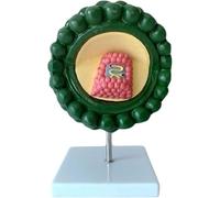 Modello di virus Modello anatomico dell'HIV ingrandito Modello corporeo Modello di virus Modello dimostrativo citopatico umano Struttura del virus HIV Anatomia Microbiologia medica