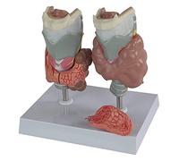 Modello di visualizzazione dell'anatomia della Gola Umana, Modello di visualizzazione della Ricerca sulla Gola dello Scheletro di Anatomia Medica, Modello di malattia endocrina