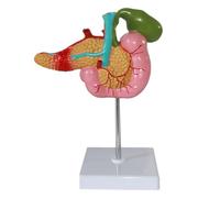 Modello didattico 1:1 Pancreas umano Milza Duodeno Cistifellea Modello anatomico patologico for la formazione medica Ausilio didattico Medico