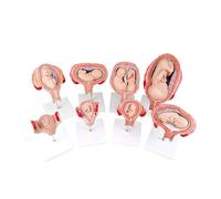 Modello Didattico,8 Pezzi Anatomico Umano Sviluppo Embrionale Modello Educativo Modello di Processo di Sviluppo della Gravidanza Umana Modello di Anatomia Modello per La Cura dell'
