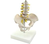 Modello Didattico Anatomia Umana Scientifica Modello Scheletrico Della Colonna Lombare A Cinque Sezioni Materiale In PVC Scheletro Medico Statua Decorativa Anatomia Biologia Ausili Didattici