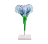 Modello didattico anatomico con uso dimostrativo in aula, struttura vegetale ABS display sulla base per lezioni di botanica Aiuto morfologia floreale Anatomia pianta Aiuto in aula Aiuto indipendente