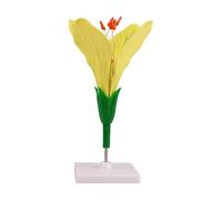 Modello didattico anatomico con uso dimostrativo in aula, struttura vegetale ABS display sulla base per lezioni di botanica Aiuto morfologia floreale Anatomia pianta Aiuto in aula Aiuto indipendente