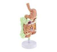 Modello didattico anatomico di anatomia dell'apparato digerente umano