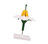 Modello didattico botanica con display anatomia floreale, struttura in ABS indipendente base per lezioni in scienze Aiuto morfologia floreale anatomia vegetale Display, Potato flower model