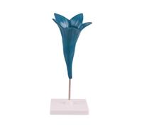 Modello didattico botanica con display anatomia floreale, struttura in ABS indipendente base per lezioni in scienze Aiuto morfologia floreale anatomia vegetale Display, Petunia model