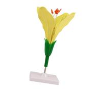 Modello didattico botanica con display anatomia floreale, struttura in ABS indipendente base per lezioni in scienze Aiuto morfologia floreale anatomia vegetale Display, Rapeseed flower mode