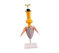 Modello didattico botanica con display anatomia floreale, struttura in ABS indipendente base per lezioni in scienze Aiuto morfologia floreale anatomia vegetale Display, Sunflowermodel