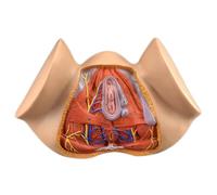 Modello didattico colorato Modello anatomico del perineo femminile Modello di anatomia umana Modello di anatomia ginecologica Modello di organi riproduttivi femminili Modello di organi