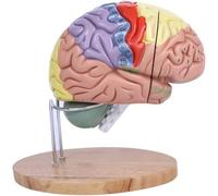 Modello didattico del cervello, modello anatomico, ingrandimento 2X, modello del cervello umano, psicologia, con 4 parti staccabili, base di supporto e marcatori di posizione anatomica