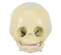 Modello Didattico del Cranio Infantile Beige Realistico in PVC | Mandibola Mobile, per Studenti e Docenti, Ornamento da Scrivania, per Ospedali e Studio Medico