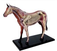 Modello didattico di anatomia biologica degli organi del cavallo Modello di anatomia del cavallo 4D Organi staccabili visivi e simulazione didattica parziale Animale