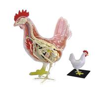 Modello Didattico Di Anatomia Del Pollo 4D, Modello Di Assemblaggio Di Scheletro Staccabile 32 Parti Modello Animale Anatomico Scientifico, Kit Di Giocattoli Di Assemblaggio Di Puzzle