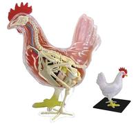 Modello didattico di anatomia del pollo 4D, modello di scheletro Modello di anatomia Modello di assemblaggio Modello anatomico del pollo Modello staccabile di 32 parti Modello