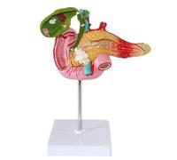 Modello didattico di anatomia del sistema digerente, pancreas umano, duodeno, cistifellea, modello di anatomia patologica, modello didattico medico del sistema digerente