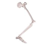 Modello didattico di biologia, modello anatomico, articolazione dell'anca rimovibile e piede completamente articolato for studio medico, strumento didattico Stampi didattici