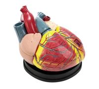 Modello didattico di grande anatomia naturale del cuore umano modello di cuore con ingrandimento 5X con texture trasparente e 3 parti staccabili for dimostrazione e spiegazione didattica