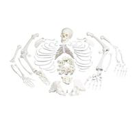 Modello didattico di scheletro 1:1 Modello del corpo umano Scheletro intero del corpo adulto da 170 cm for esposizione di studio in aula di scienze
