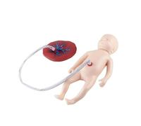 Modello didattico for la placenta del cordone ombelicale neonatale, manichino for la formazione all'allattamento neonatale con cordone ombelicale e placenta, strumento didattico for ostetricia e ginec