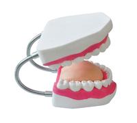 Modello didattico for la spazzolatura dei denti 6X Large con mascella articolata e lingua rimovibile for l'educazione all'igiene orale, studio dell'anatomia