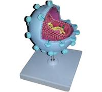 Modello didattico medico anatomico ingrandito del virus HIV