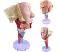Modello didattico medico della gola Modello anatomico della laringe, trachea e muscoli faringei Modello della bocca, del naso e della cavità nasale Modello anatomico dei muscoli della lingua