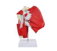 Modello didattico Modello anatomico muscolare umano Modello dell'articolazione della spalla for l'apprendimento in classe di scienze, dimostrazione didattica