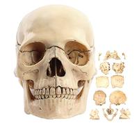Modello didattico, Modello di cranio 1:2 Modello di cranio umano in PVC per anatomia con 15 parti staccabili e struttura chiara e posizione anatomica precisa Modello di anatomia del cranio per medici