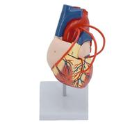 Modello didattico Modello di cuore Anatomia 1:1 Modello di anatomia del cuore umano con 2 parti staccabili Istruzioni for la posizione etichettate digitalmente Bypass cardiaco Vaso Cuore