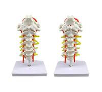 Modello didattico Modello didattico della colonna cervicale umana Modello didattico delle ossa con nervi Arteria carotide Modelli di anatomia biologica for uffici e aule Risorse di apprendimento(2 Pie